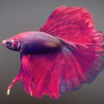 Tropical Fish 2
