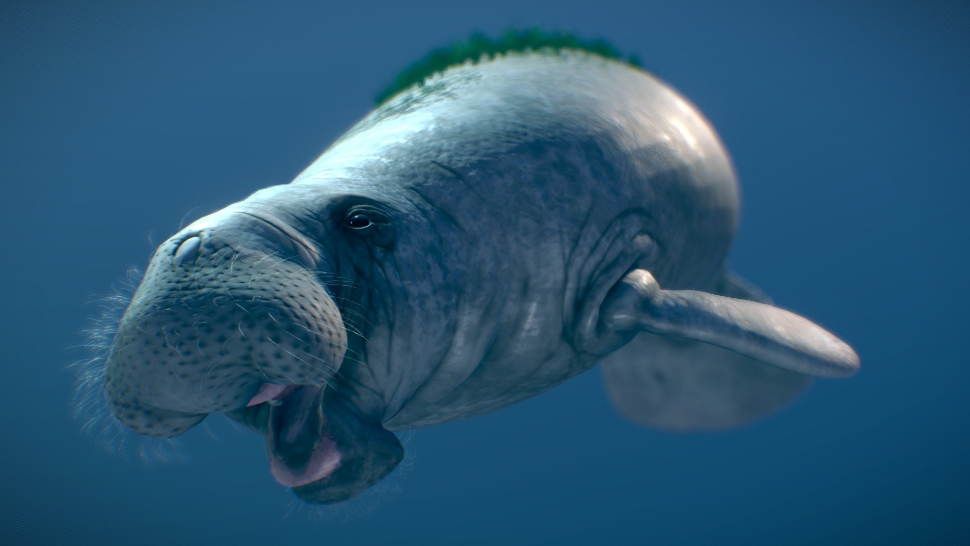 West Indian Manatee