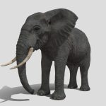 African elephant | PBR | Low poly