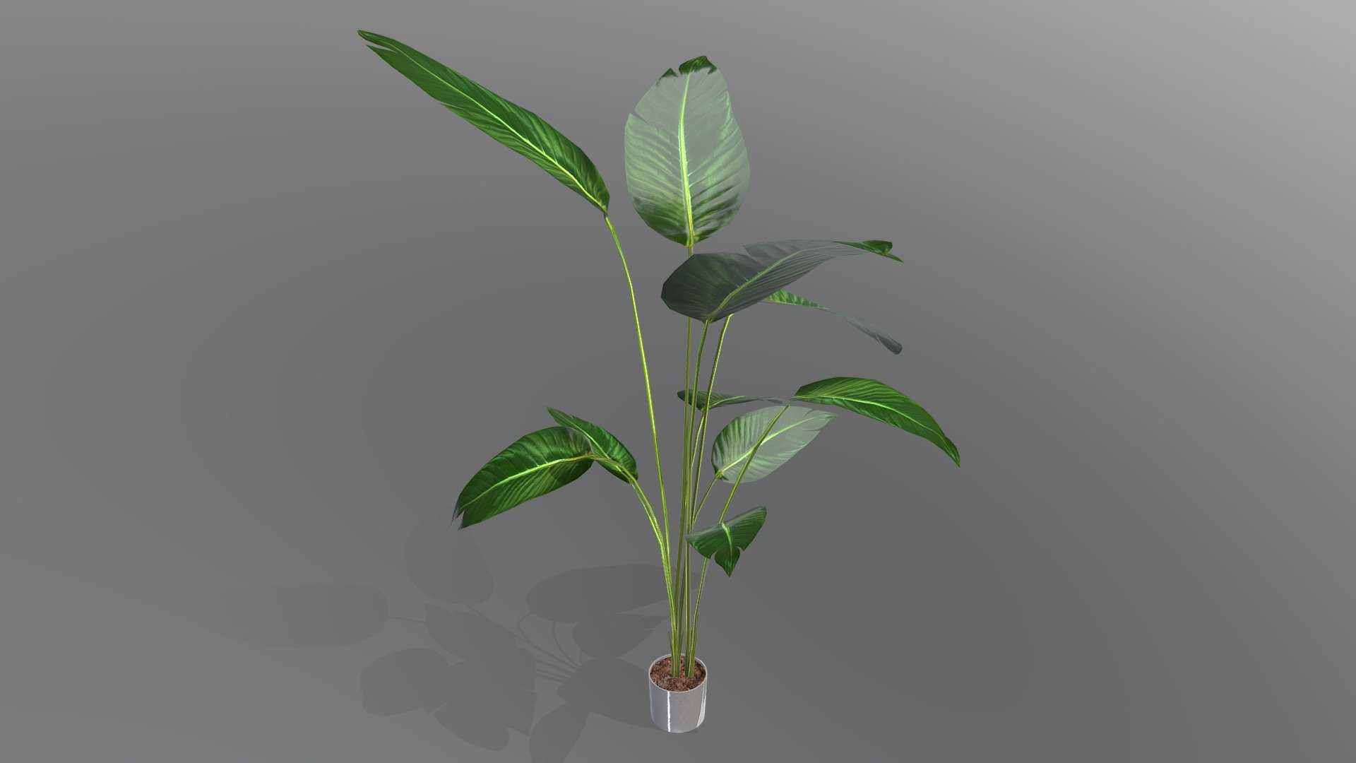Houseplant
