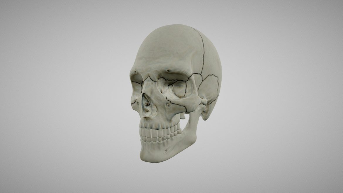 Man Skull 3d Model - Highly detailed man skull 3d model showcasing accurate human anatomy and bone structure for professional visualization.