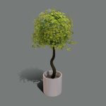 Interior Apple Tree Plant