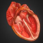 3d animated realistic human heart v20 3d model