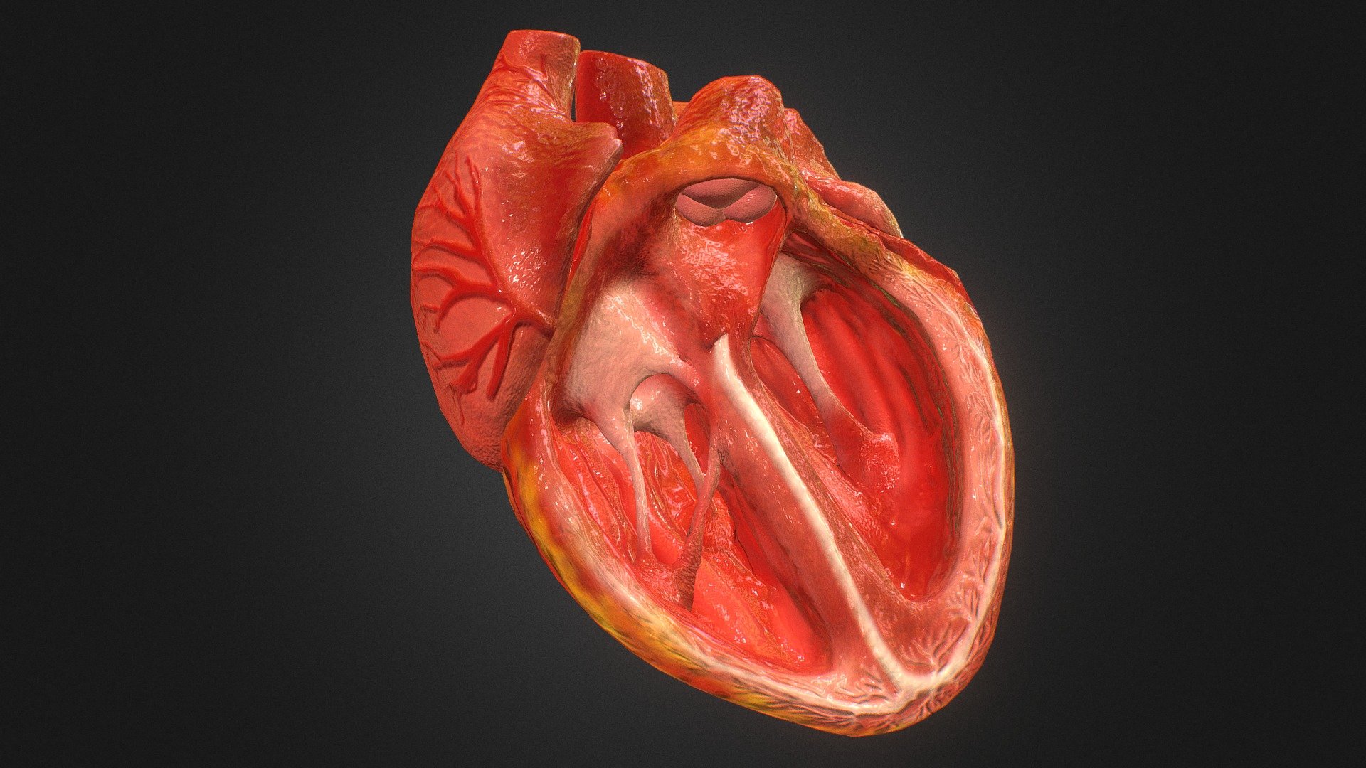 3d Animated Realistic Human Heart – V2.0