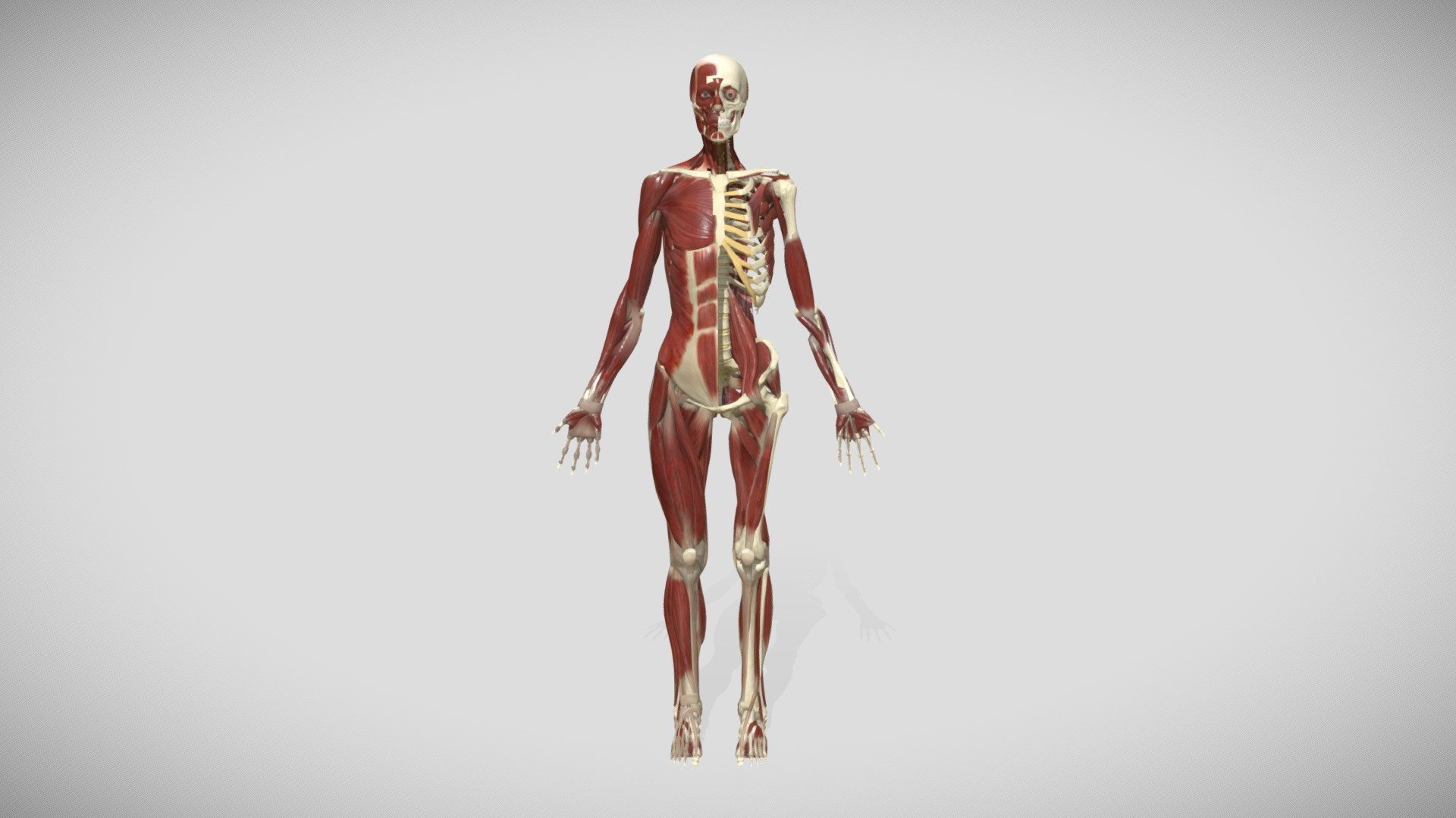 Anatomy 2019