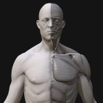 Anatomy2