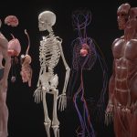 Animated Full Human Body Anatomy