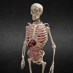 Animated human body anatomy