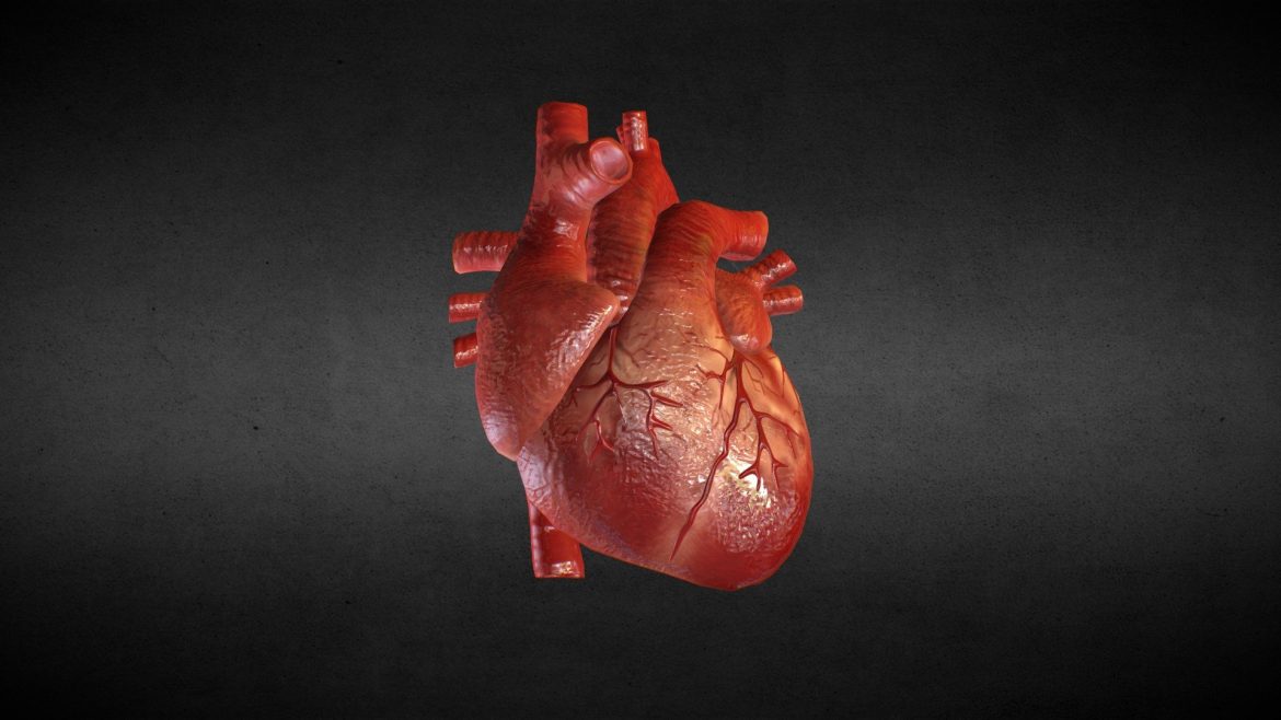 Human Heart 3d Model - Detailed 3D model of the human heart showcasing anatomical accuracy and internal structures for medical and educational visualization.