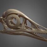 Archaeopteryx Skull