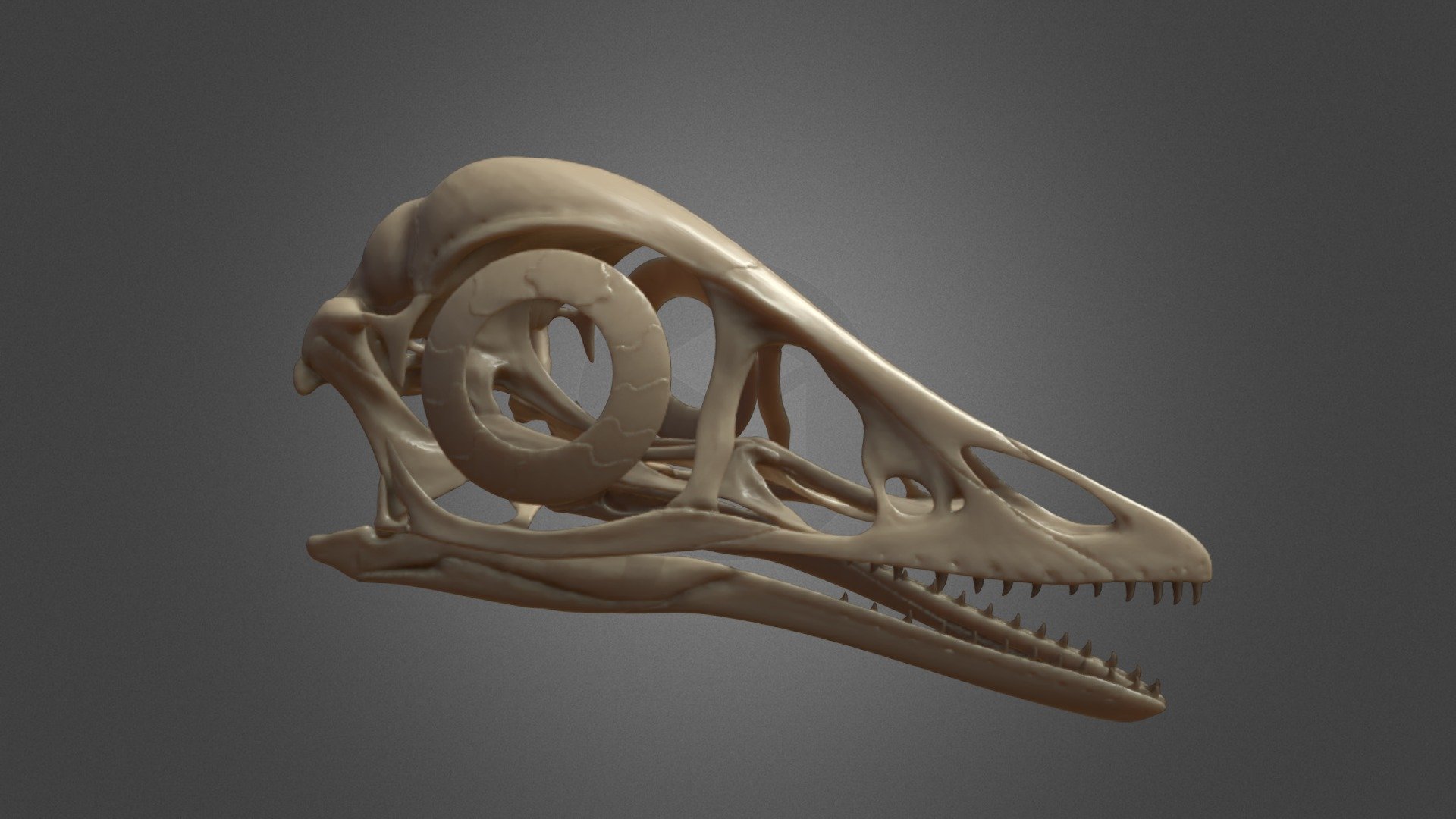 Archaeopteryx Skull