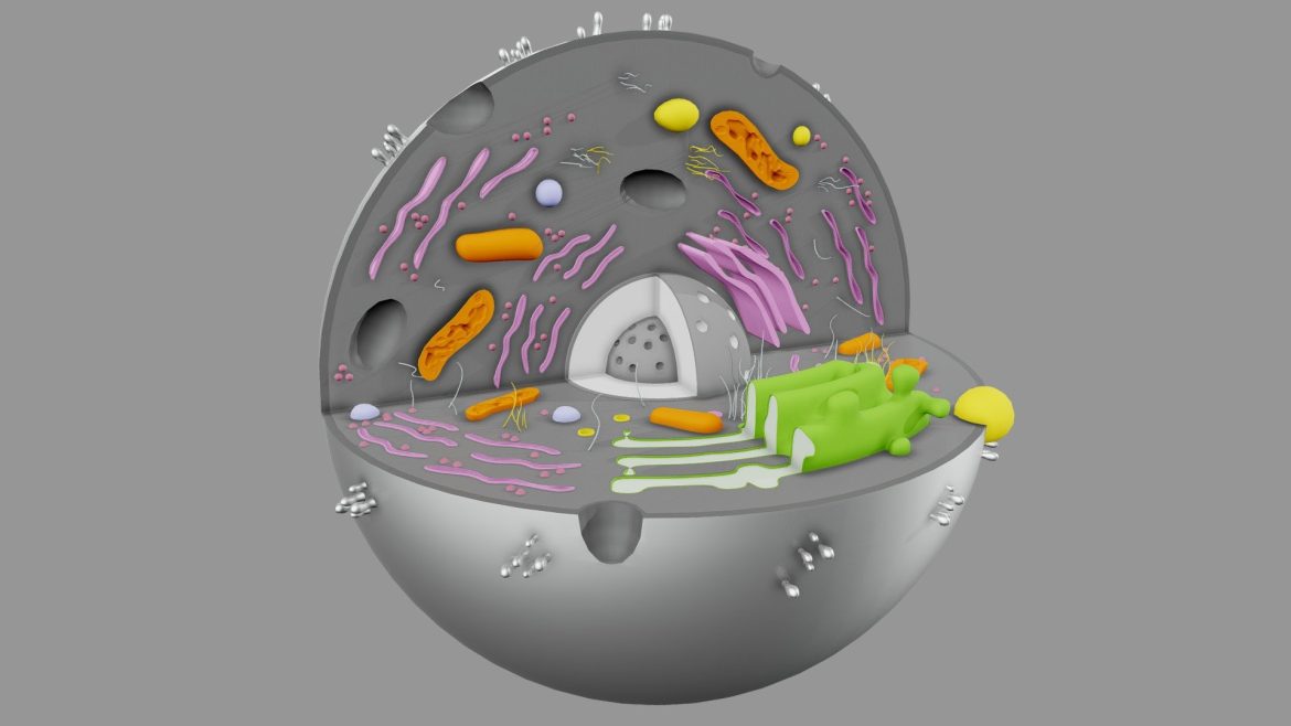 Animal Cell 3d Model - Highly detailed 3D model of an animal cell showcasing internal organelles and structures.