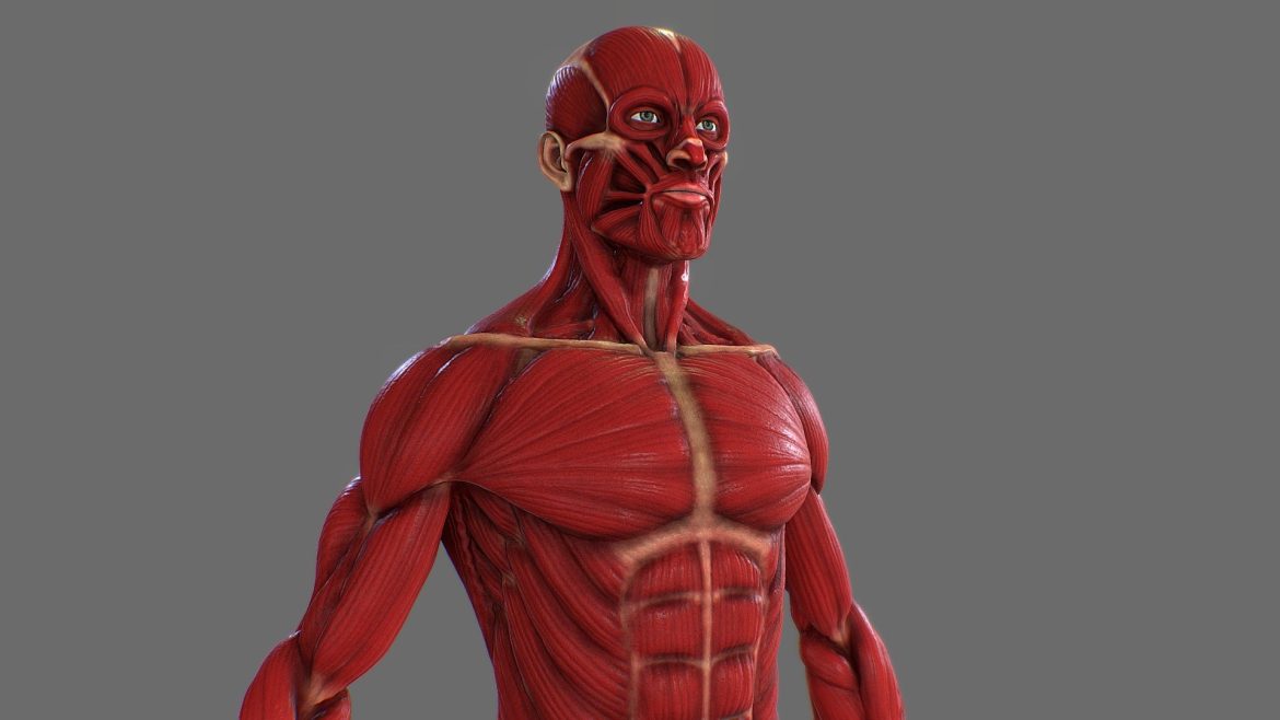 Ecorche Male Musculature 3d Model - Highly detailed Ecorche human male musculature 3D model for anatomical study and artistic reference.