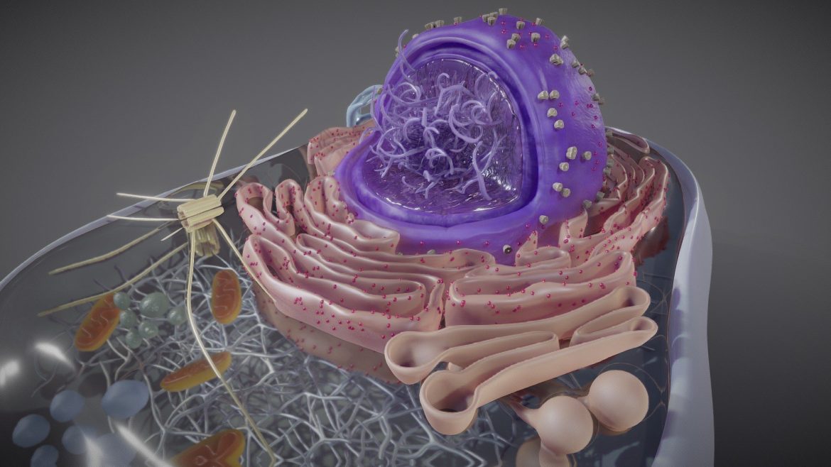 Eukaryotic Cross Section 3d Model - Eukaryotic cell cross section 3d model showcasing internal organelles
