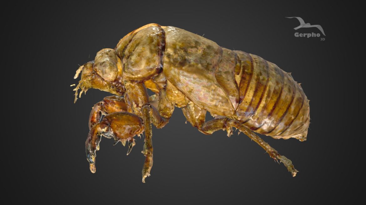 exoskeleton of a cicada mue de cigale scan 3d model