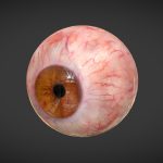Human Eye (animated, photorealistic textures)