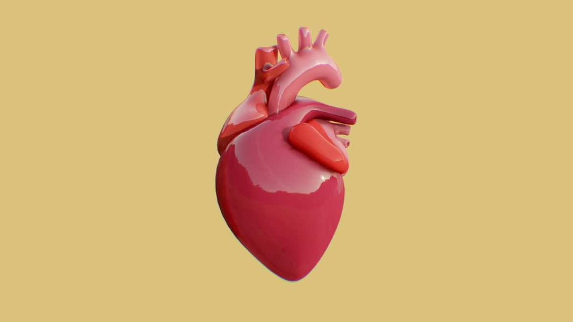 human heart 3d model