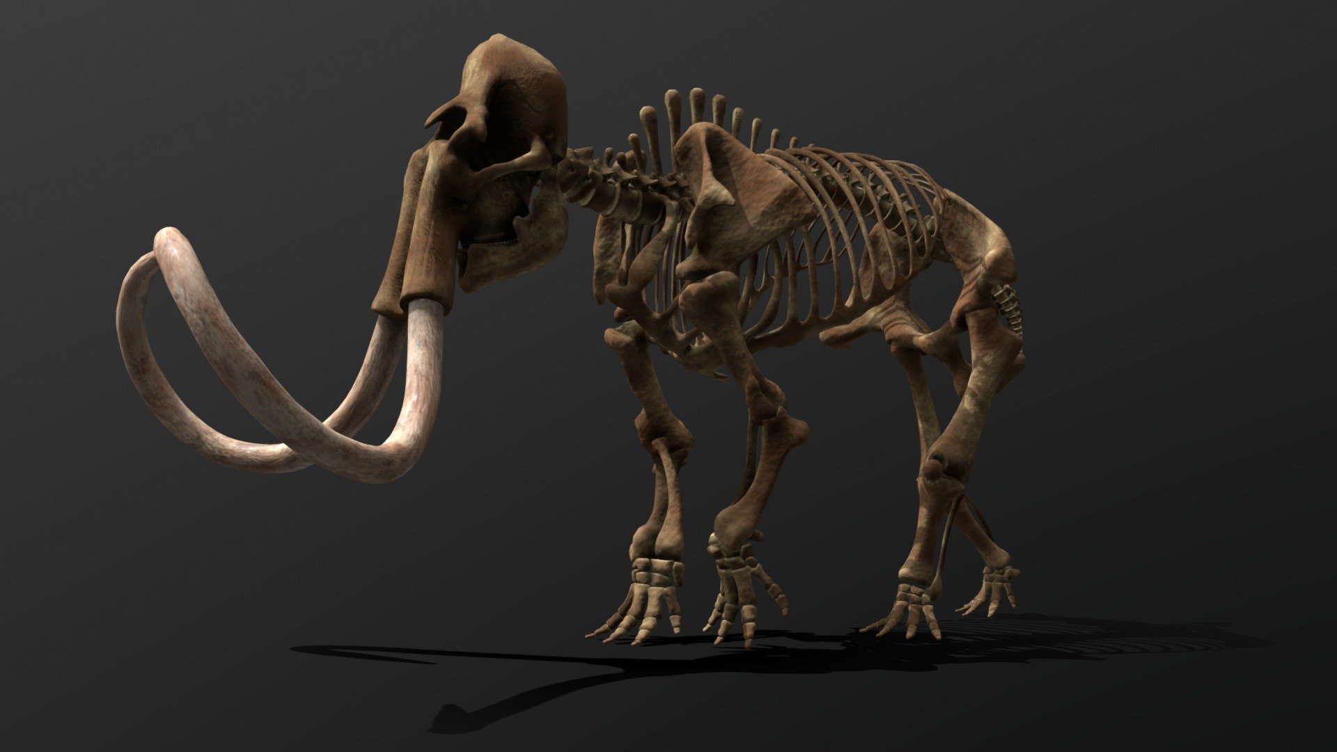Mammuthus Primigenius Skeleton
