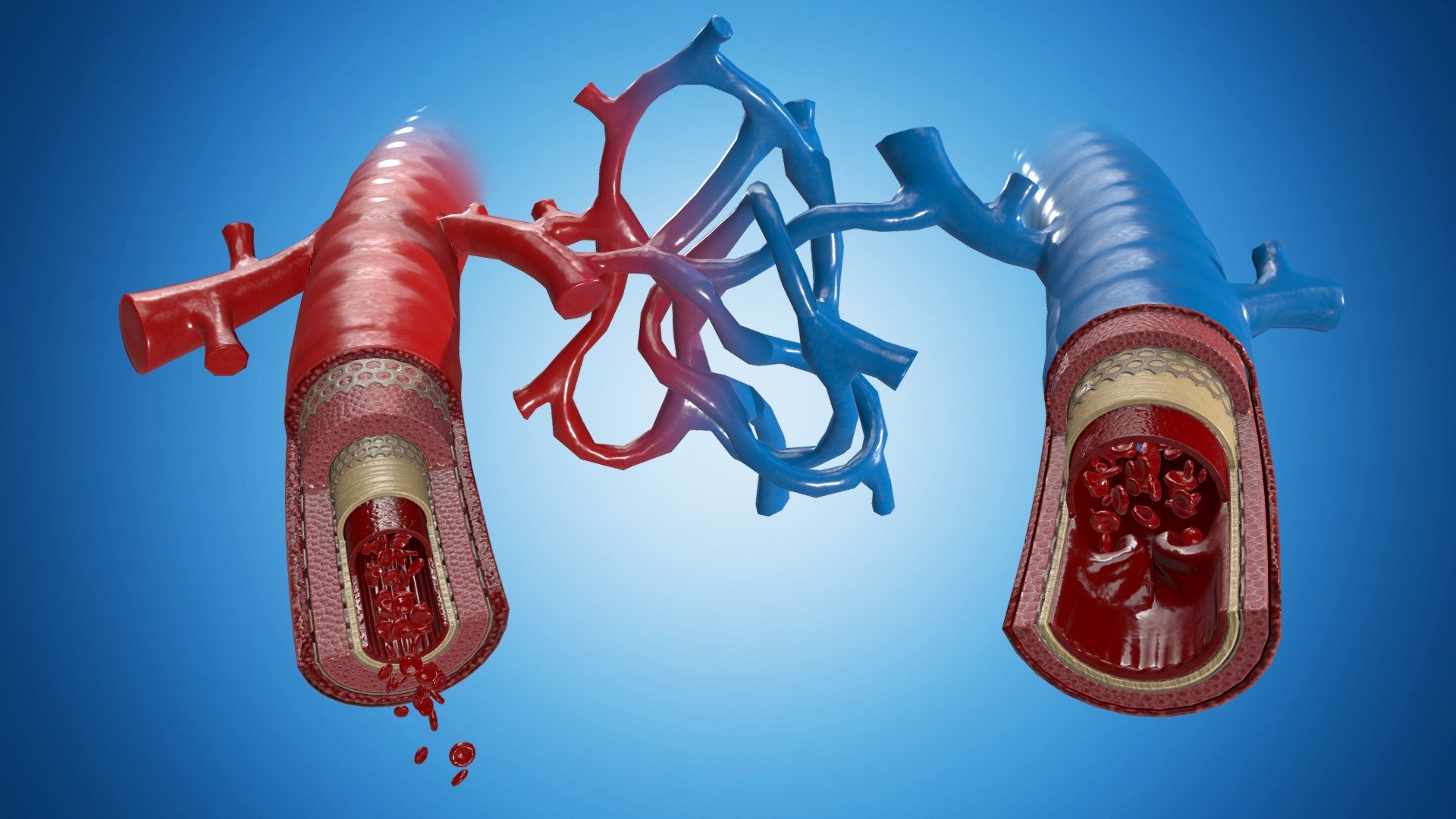 Medical view – Vein + Artery