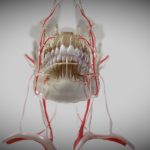Orofacial anatomy with blood and nerve supply