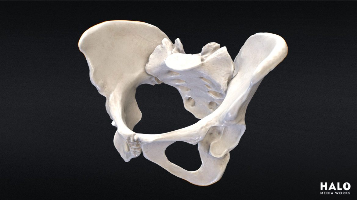 pelvis 3d scan 3d model