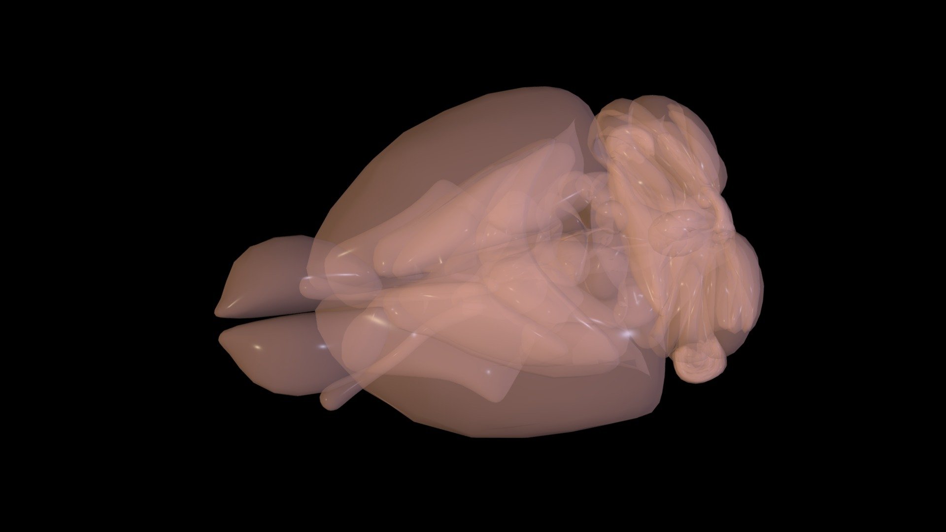 Rat Brain