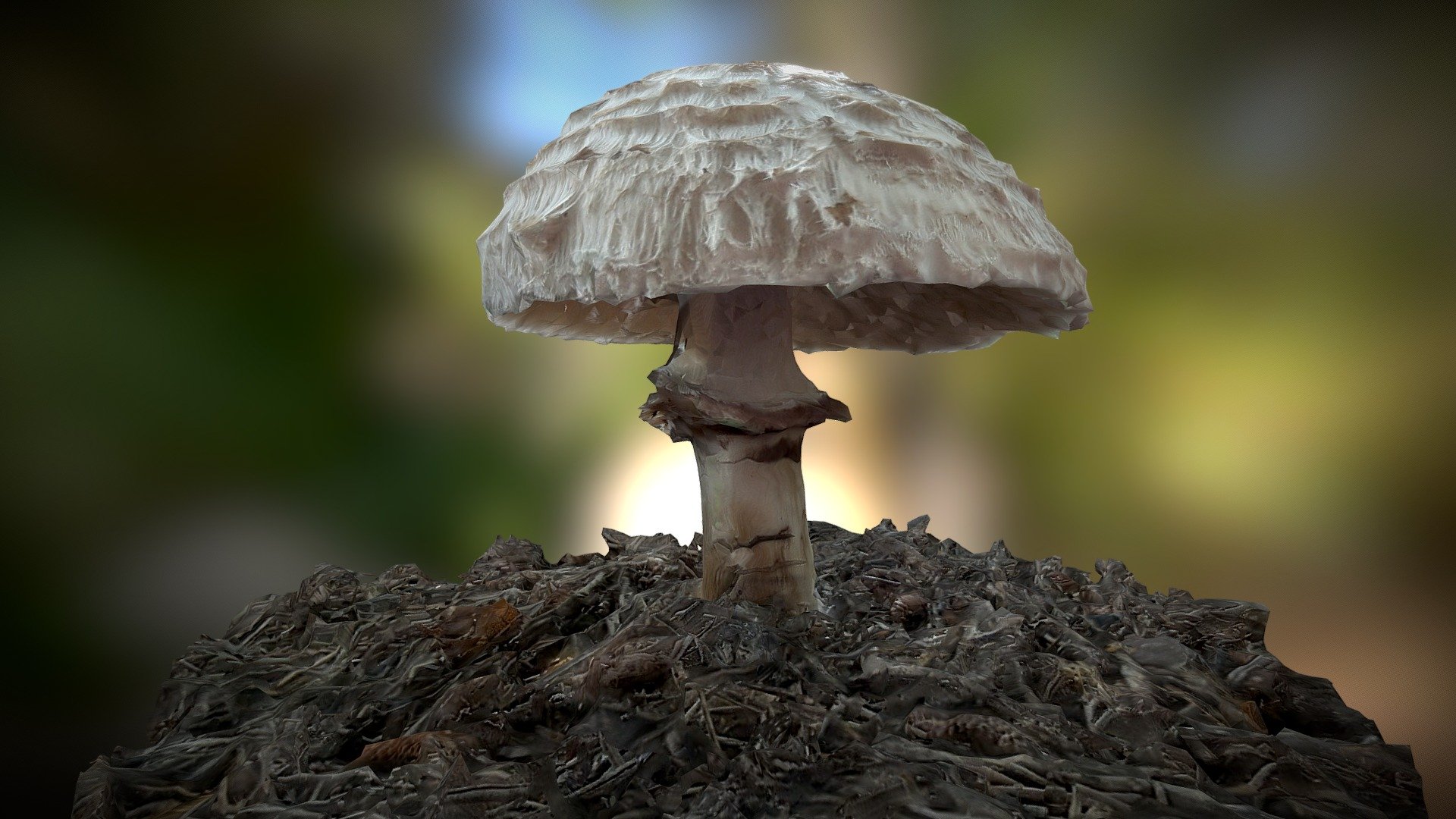 Shaggy Parasol Mushroom (Intermediate)