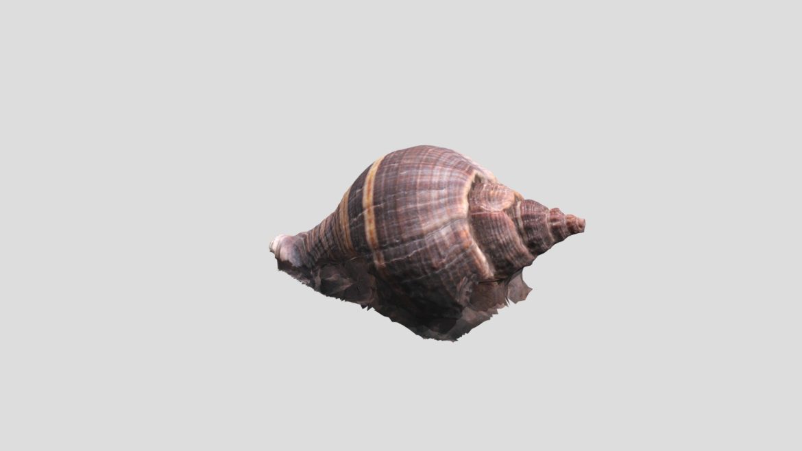 shell scan test 3d model