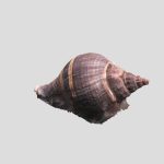 shell scan test 3d model