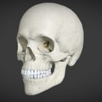 Realistic Skull 3d Model - Detailed low poly human skull 3D model with 4K PBR textures, rendered in Blender 2.80.