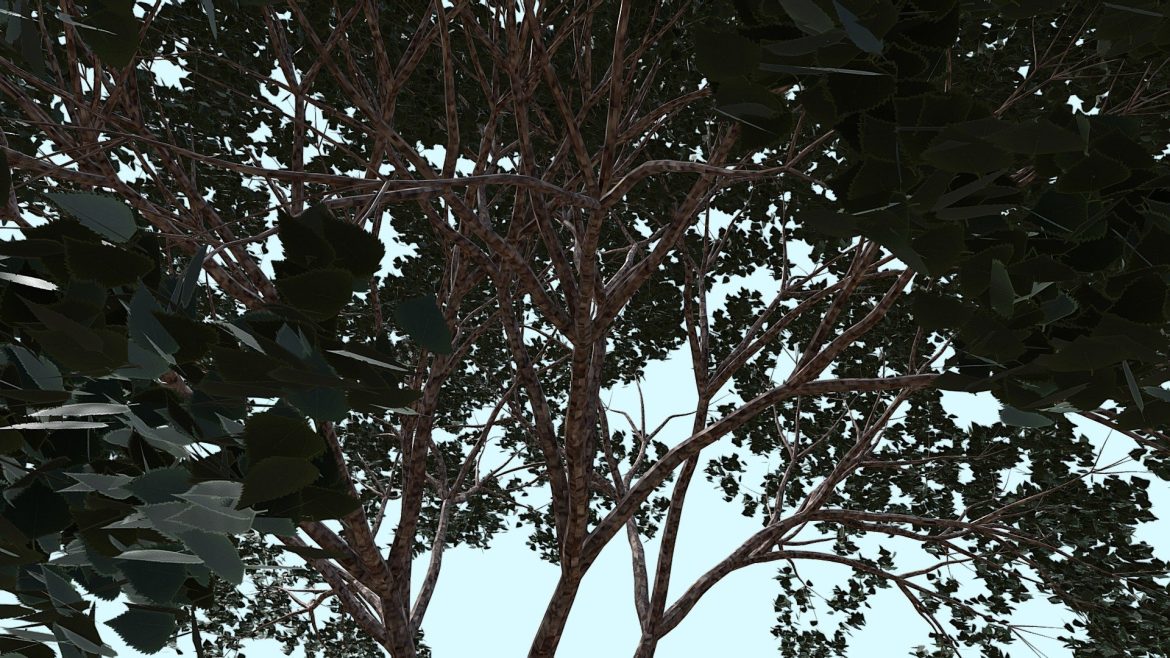 tree b1 3d model