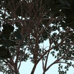 Tree B1