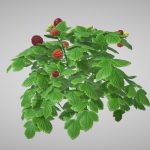 berry tree 3d model