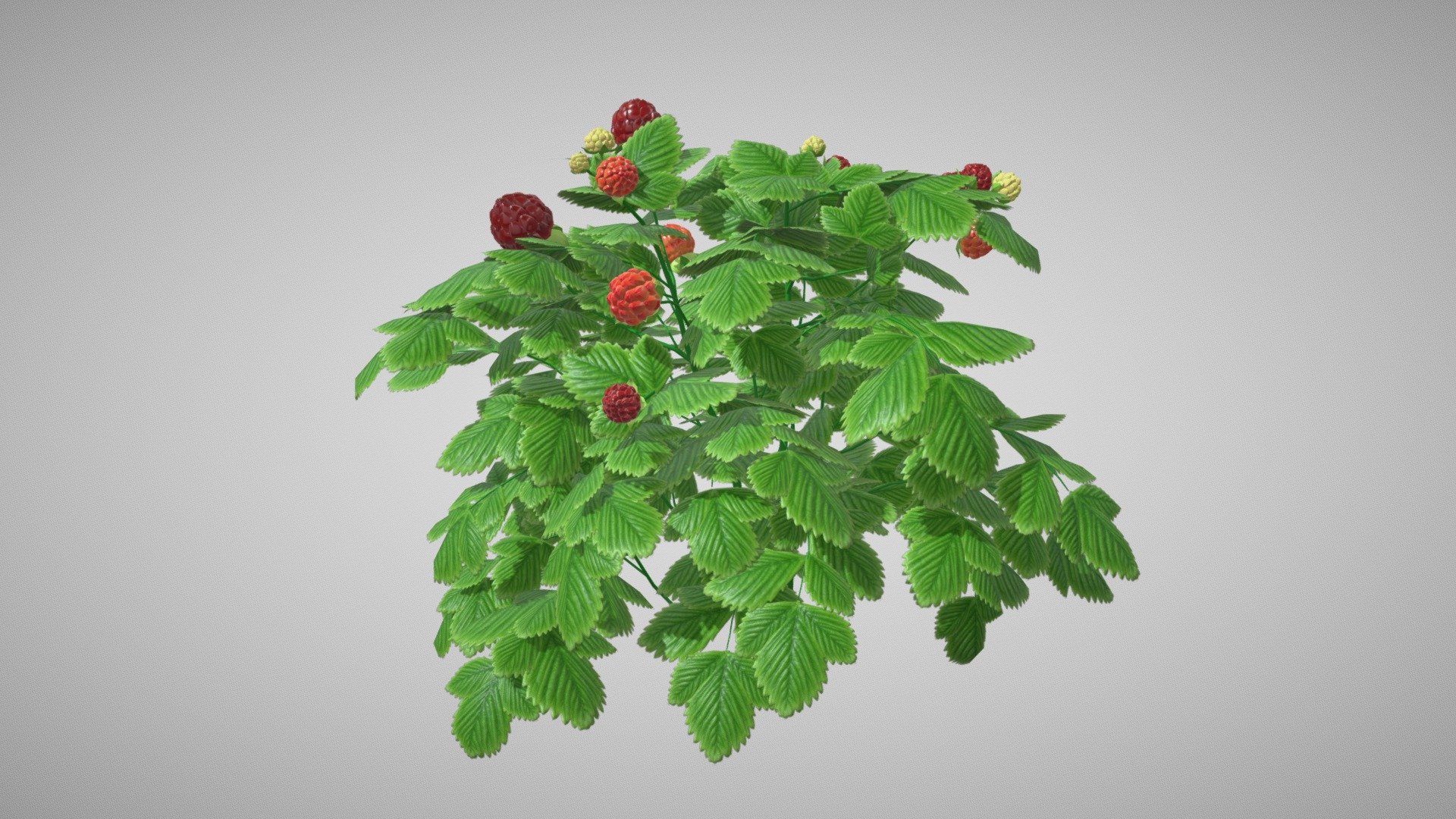 berry tree