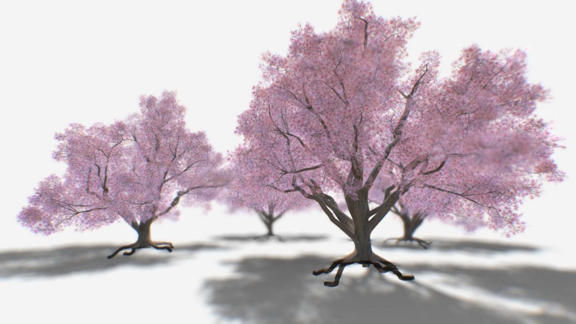 blossom tree sakura cherry 4 versions upd 3d model