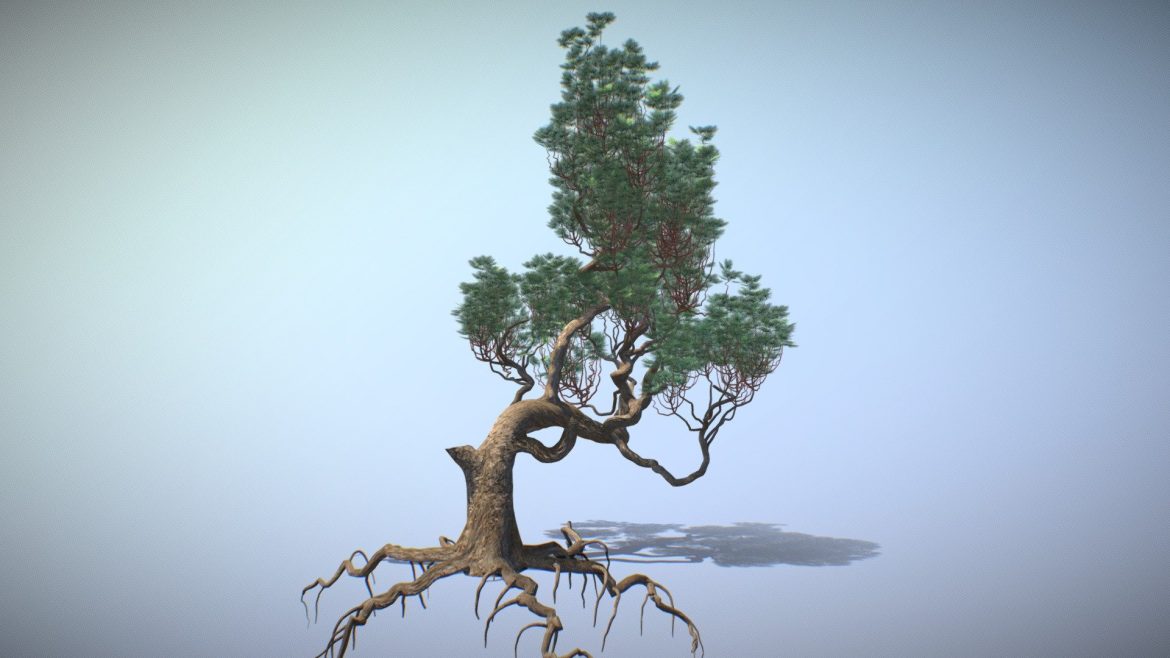 bonsai pine tree 3d model