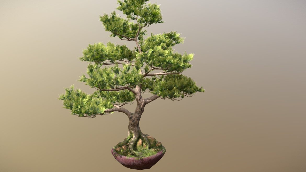 bonsai tree 3d model