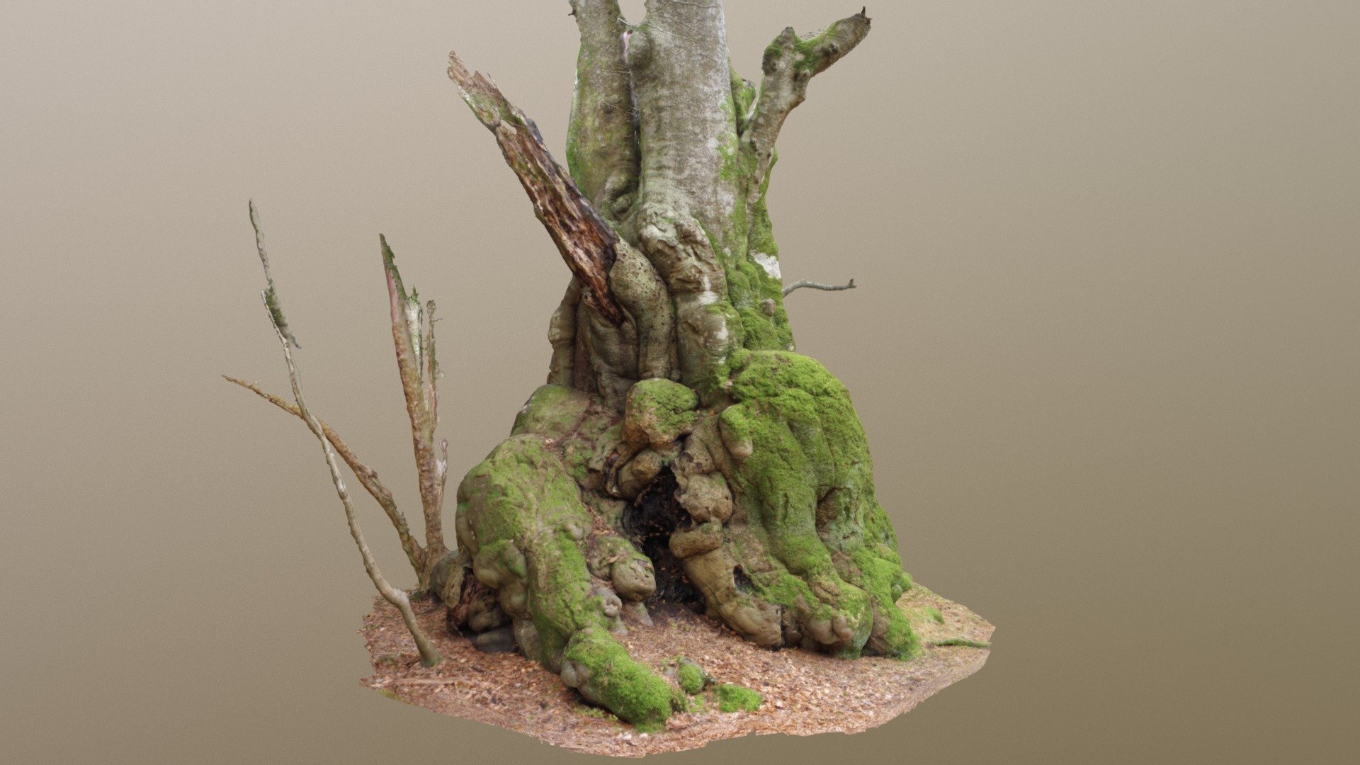 Bulgy Gnarled Beech Tree