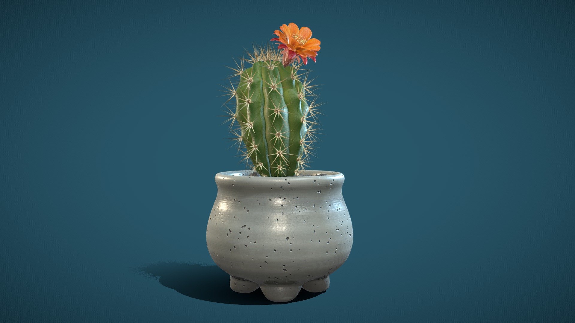 Cactus 02