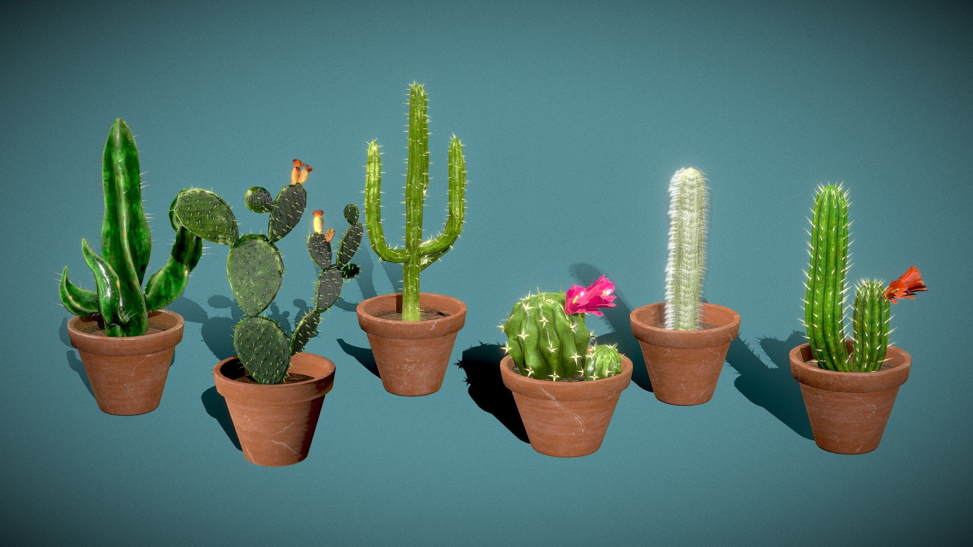 Cactus Pack