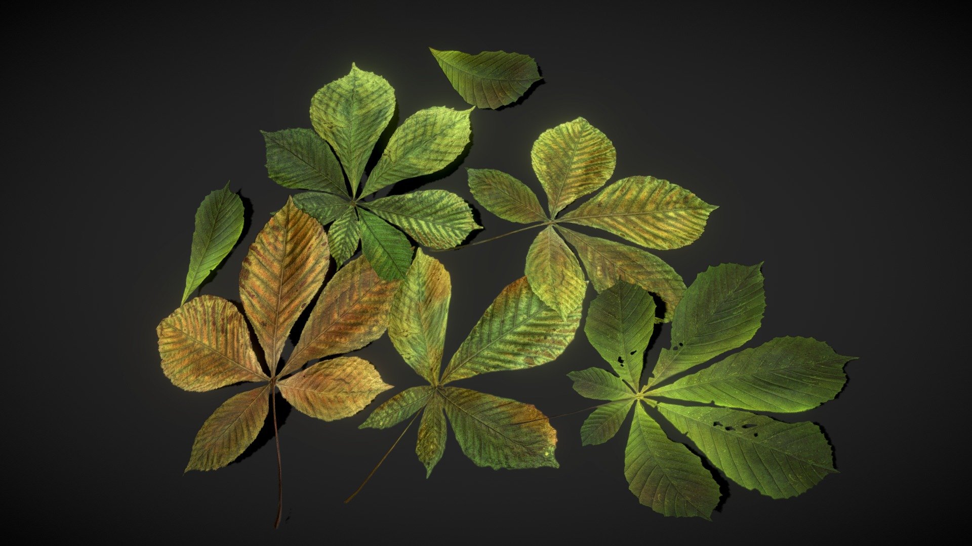 Chestnut Leaves – low poly