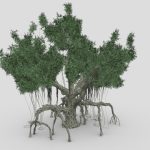 Chinese Banyan Tree-S4