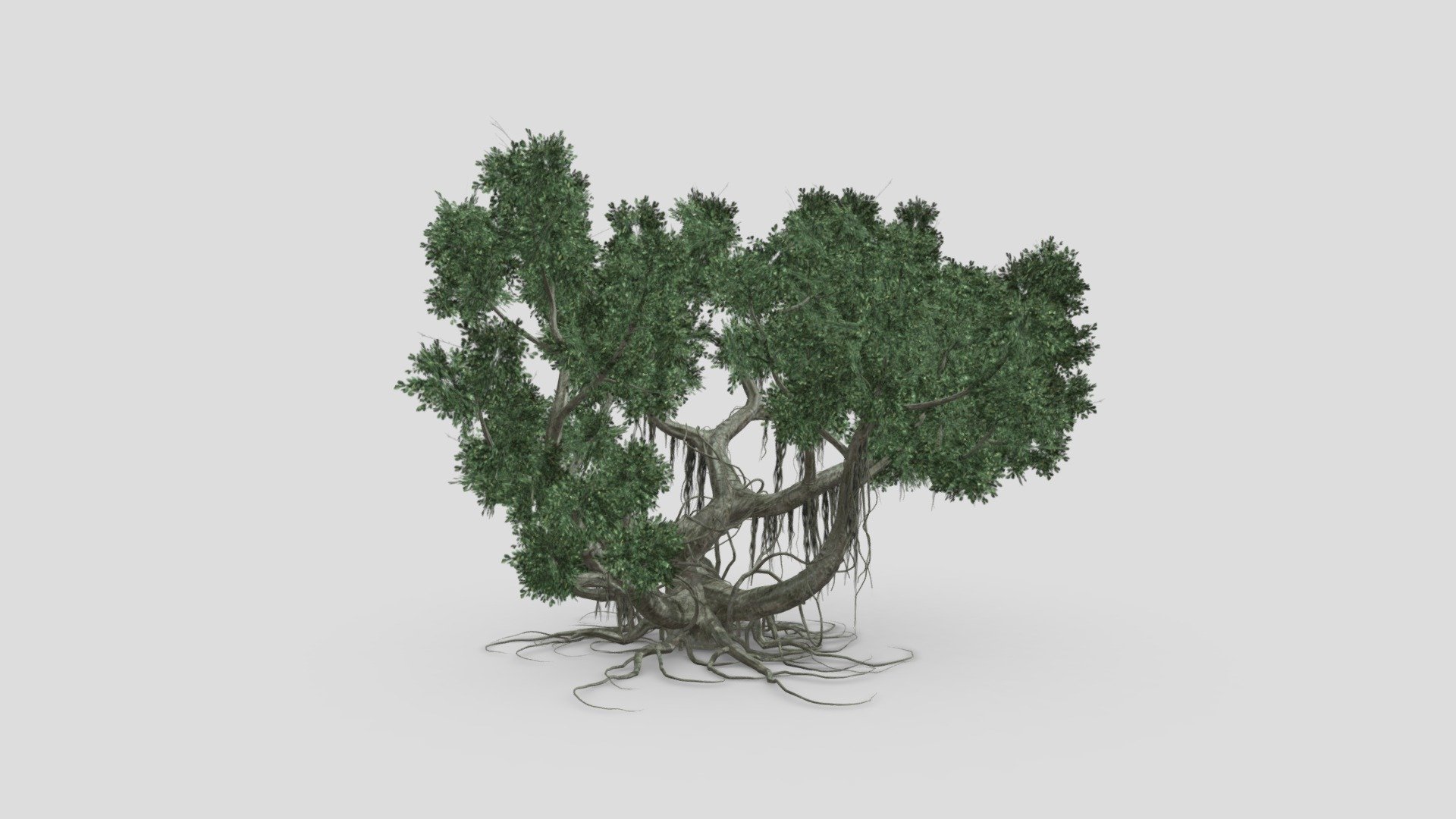 Chinese Banyan Tree-S5