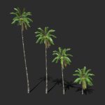 coconut palm trees 01 3d model