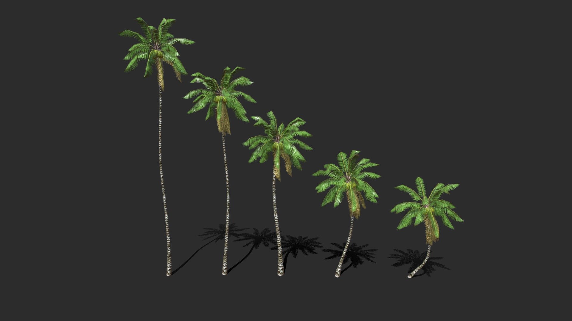 Coconut Palm Trees-03