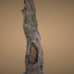 Dead/Broken Tree