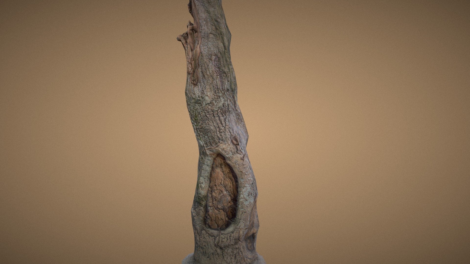 Dead/Broken Tree