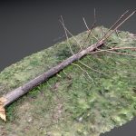 Dry fallen pine tree