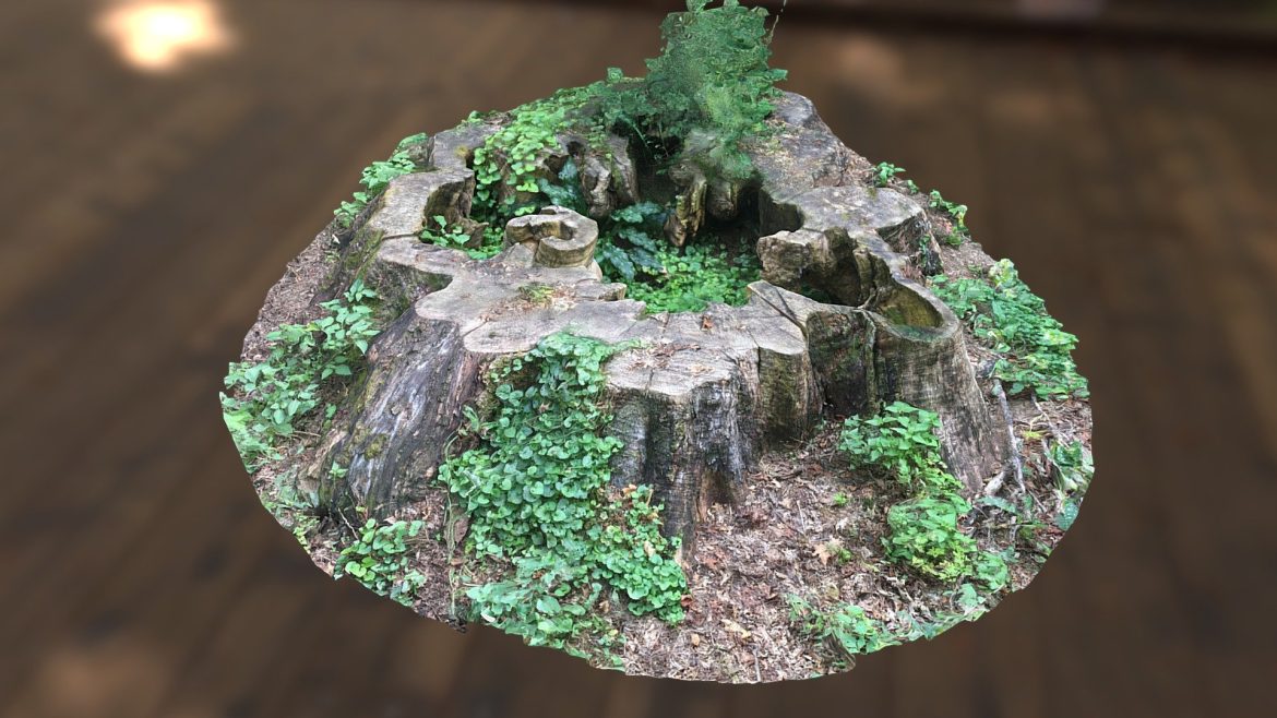 epic tree trunk hidden jungle 3d model