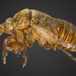Exoskeleton of a Cicada (mue de Cigale)- scan